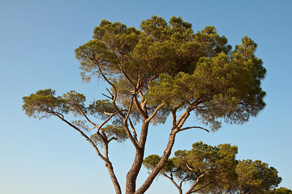 French maritime pine trees