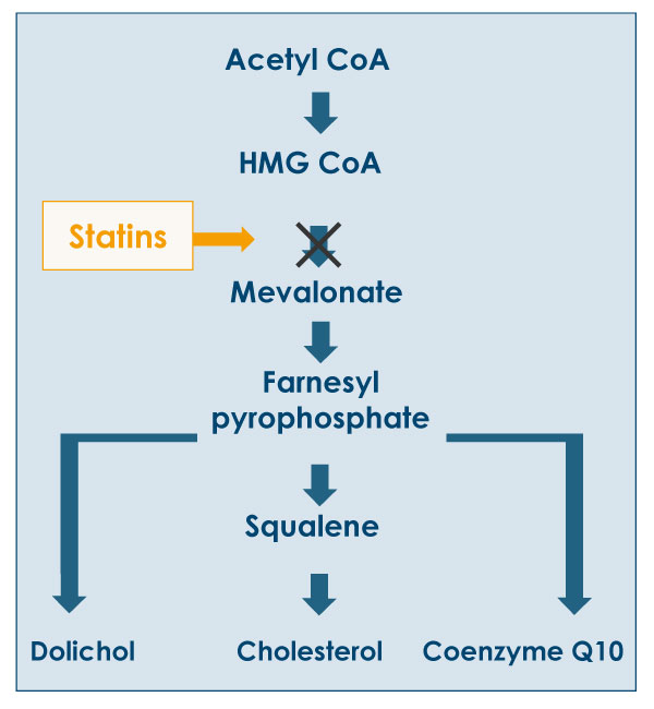 Illustration of the mevalonate pathway showing that statins both lowers the body's cholesterol and Q10